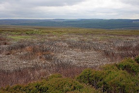methane emissions from moors