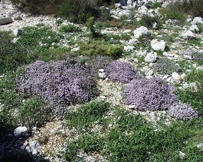 herbal medicine