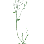 Veel onderzoek wordt gedaan aan de bescheiden plant Arabidopsis thaliana. Foto: DataBase Center for Life Science (DBCLS), Wikimedia Commons.