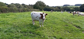 agriculture