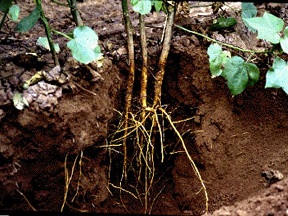 plant roots
