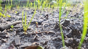 agricultural practices