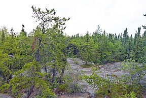 The treeline, witness to climate change - Bio Based Press