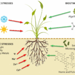 Biostimulants