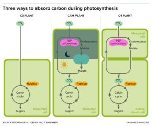 Three forms of hotosynthesis