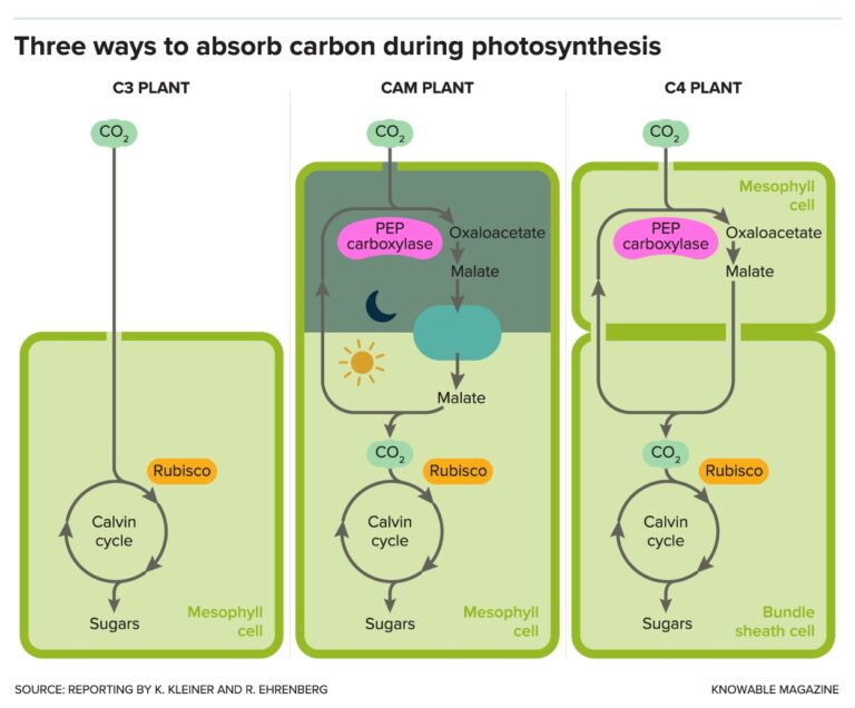 ghowplantsabsorbcarbonalt Bio Based Press