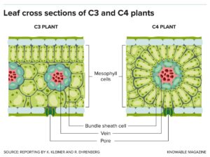 C3 and C4 photosynthesis
