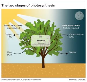 photosynthesis