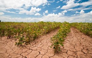 soybeans in drought