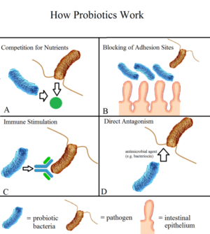 How probiotics work