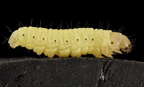wax worm