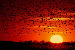 Birds against sunset