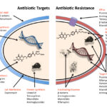 Antibiotic resistance mechanisms.