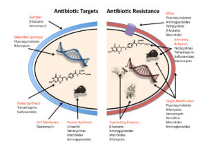 Antibiotic resistance mechanisms.