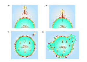 Bacteriophages