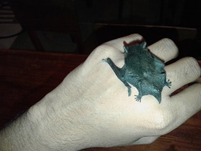 Bats