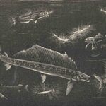 Luminous Fish of the Deep Sea.
