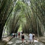 Bamboo canopy