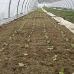 greenhouse