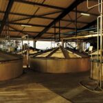 Fermentation