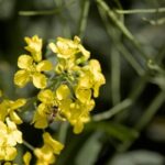 Pollinating insect