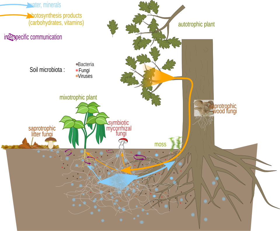 Mycorrhizaal netwerk